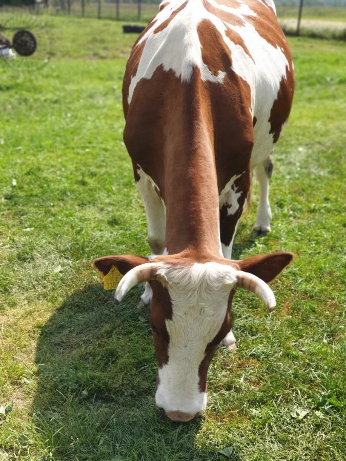 Podhale U Mikolajki Farm stay